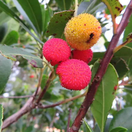 Korcula - 1, Prigradica - Ivan Lägenhet *