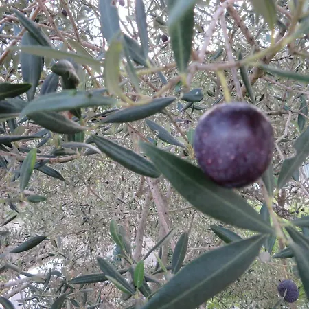 Korcula - 1, Prigradica - Ivan * Blato (Korcula)