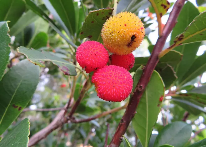 Korcula - 1, Prigradica - Ivan 公寓 *