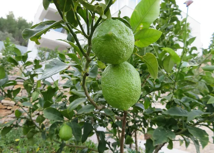 Korcula - 1, Prigradica - Ivan Blato (Korcula)